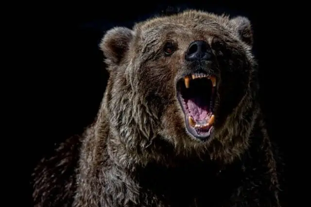 oso pardo mostrando los dientes