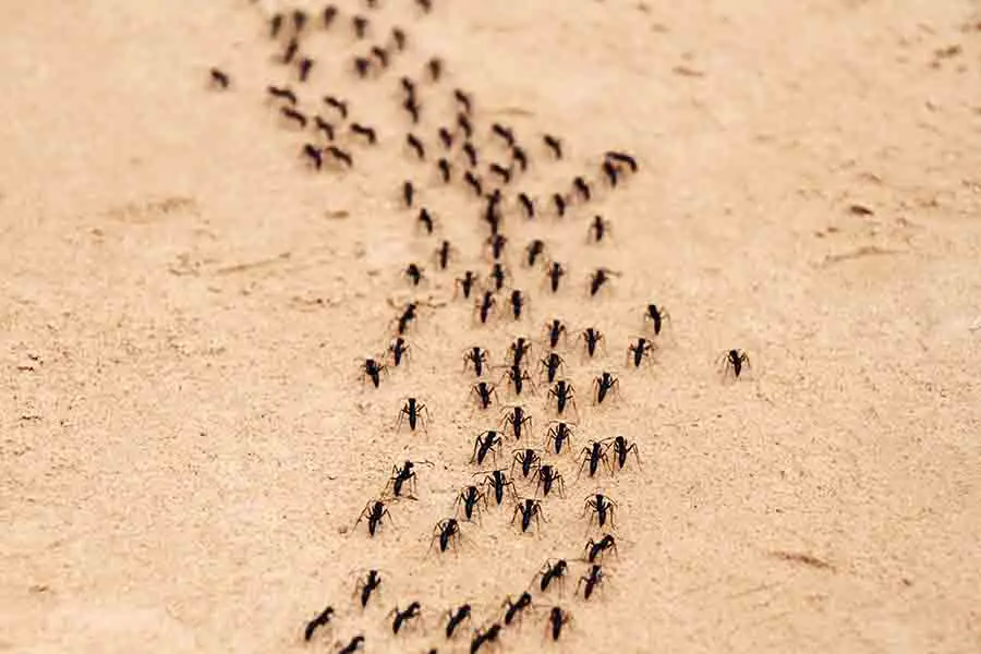 senderos de hormigas