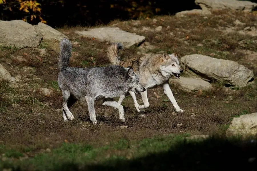 lobos persiguiendo a su presa