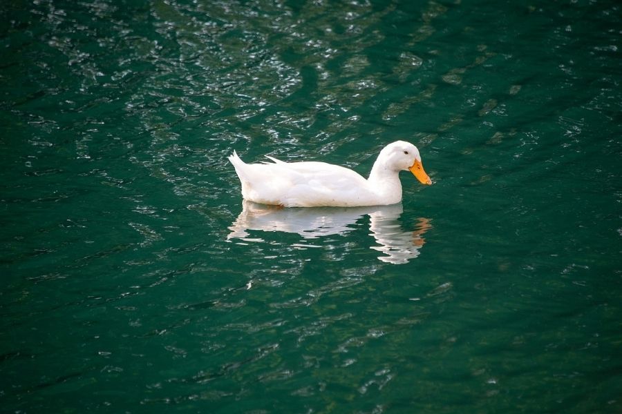 pato pekin en el agua