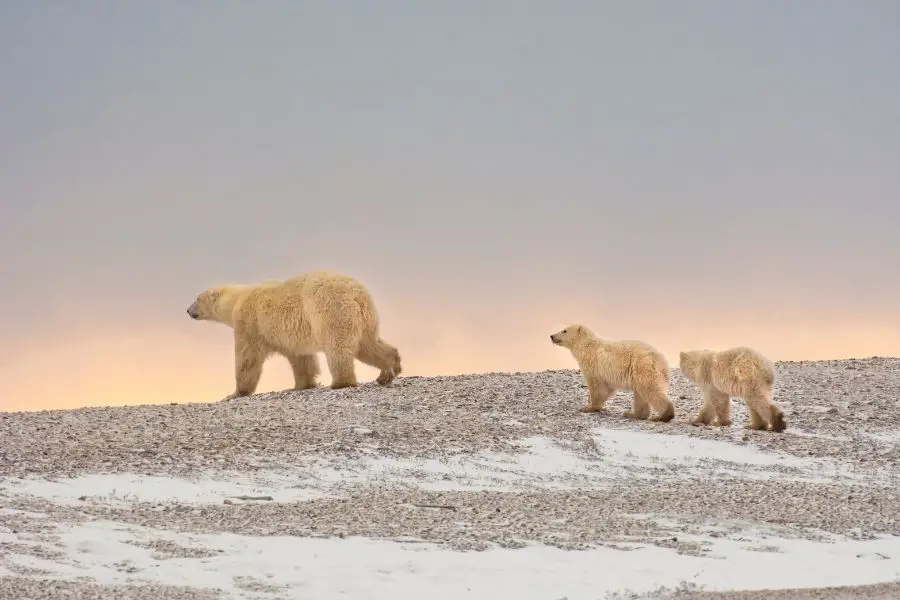 grupo de osos polares caminando sobre la nieve