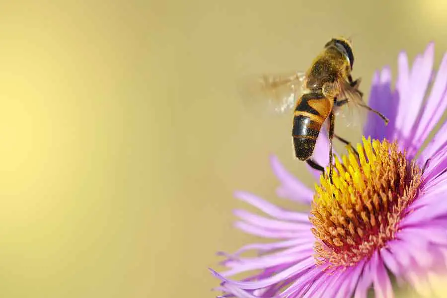 Miel de abeja en una flor