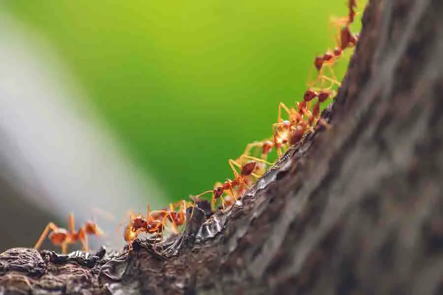 hormigas de fuego arrastrándose en el árbol