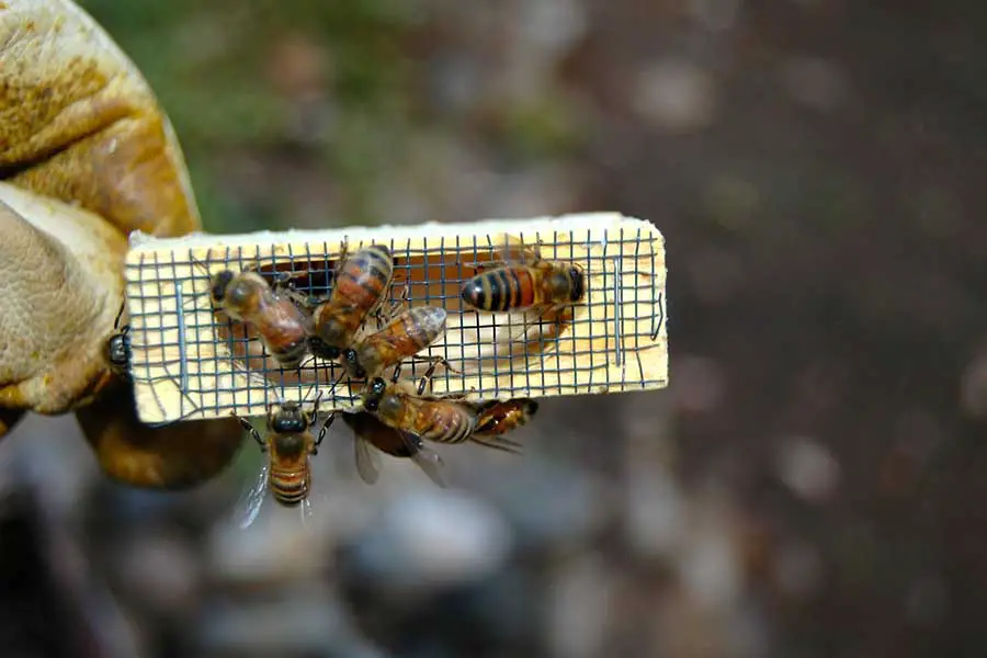 jaula de abeja reina