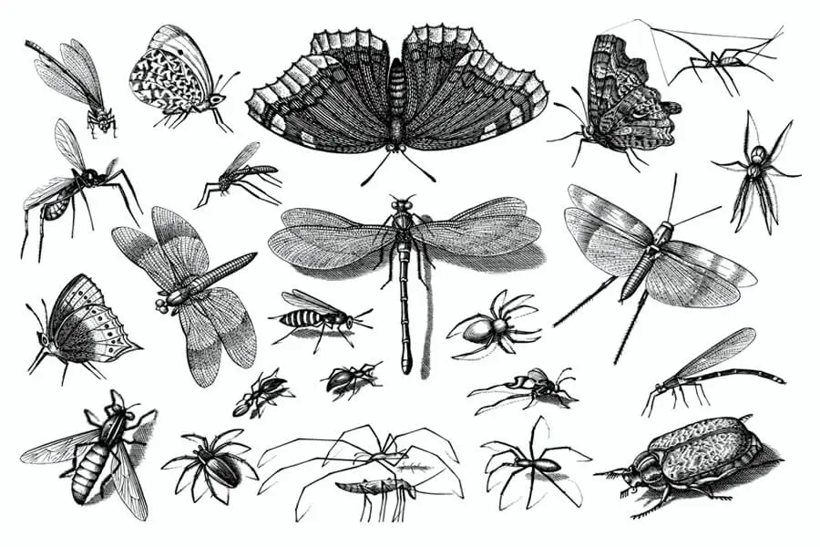 Los insectos son la categoría más numerosa de animales con exoesqueleto.