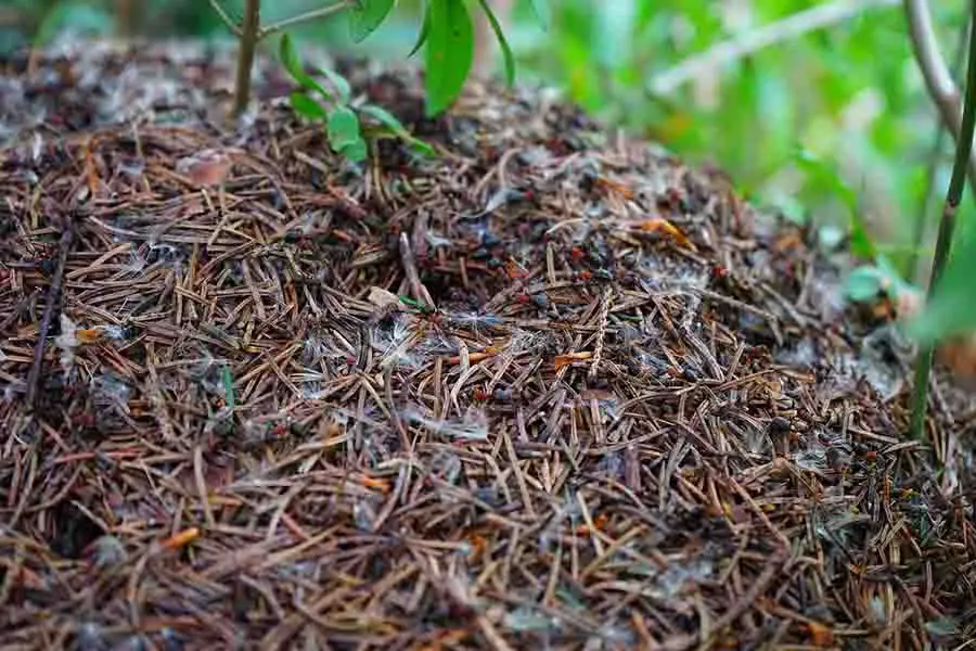 colonia de hormigas en el arbusto