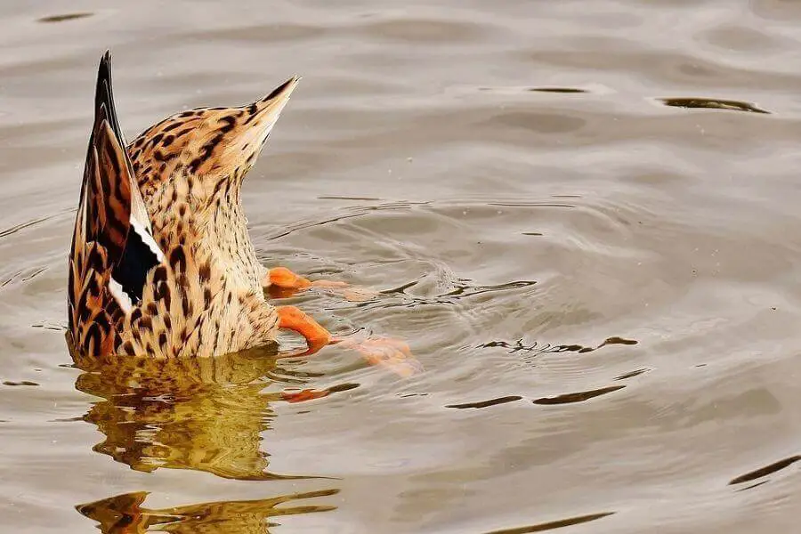 pato atrapando comida bajo el agua