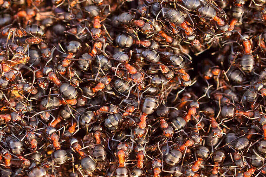 colonia de hormigas comiendo comida para sobrevivir
