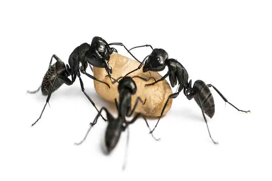 hormigas obreras con larvas