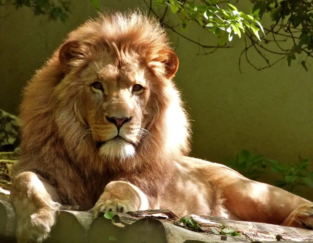 león en la naturaleza