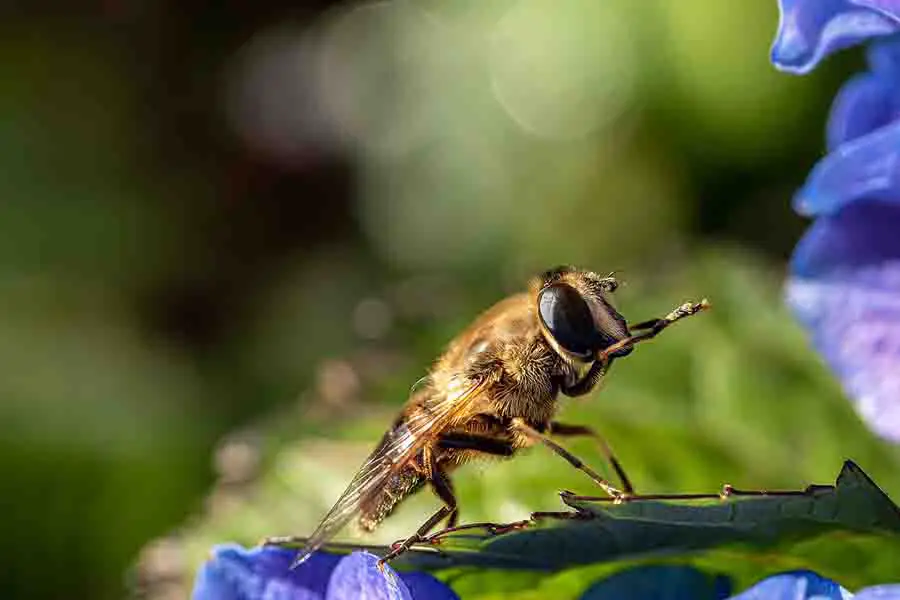 acicalamiento de la abeja