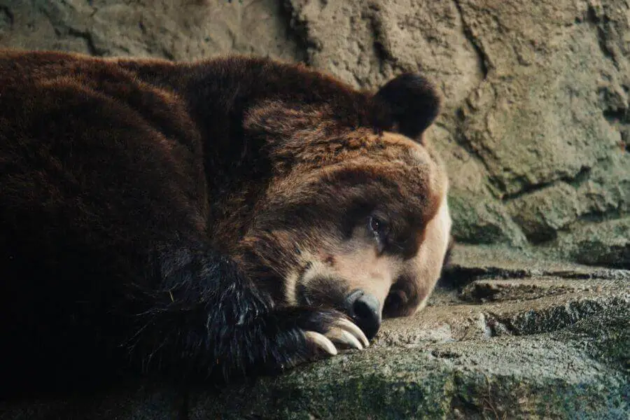 oso pardo en hibernación fría de cueva salvaje durante el invierno