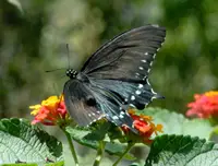 Mariposa cola de golondrina negra donde se posan