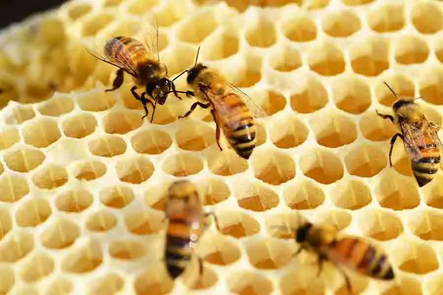 abejas obreras en colmena