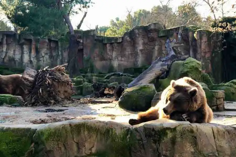 oso en el zoológico