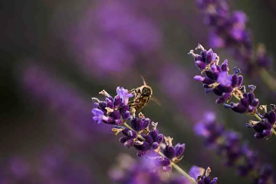 abeja en el primer plano de la flor de lavanda