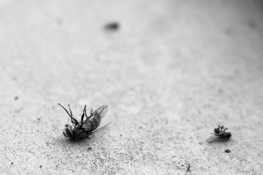 hormiga e insectos muertos
