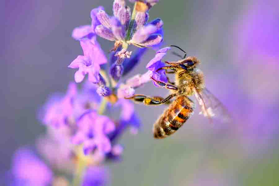 La abeja poliniza las flores de lavanda.  Decaimiento de plantas con insectos