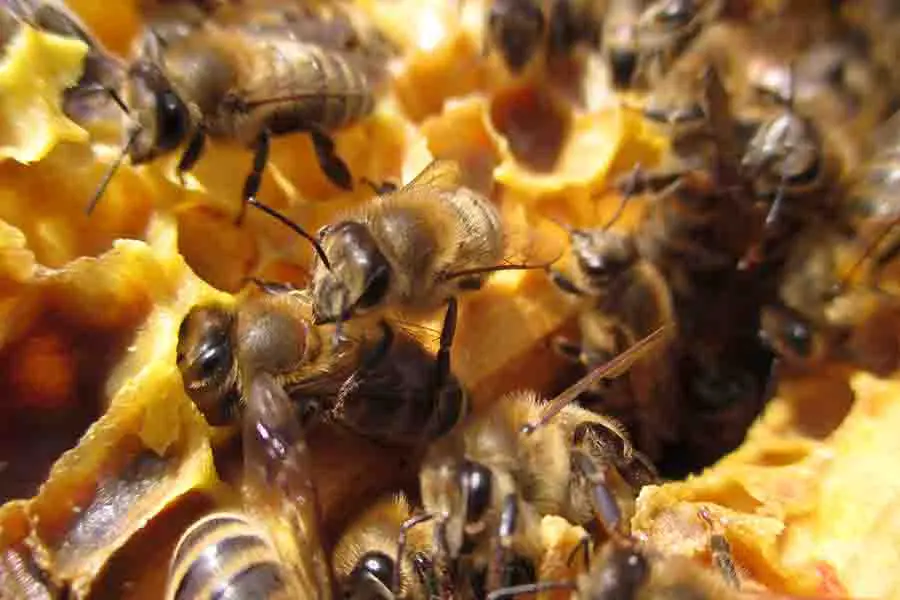 colonia de abejas