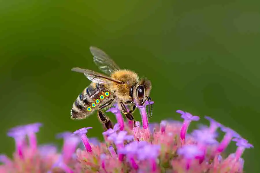 ubicación de espiráculos de abeja