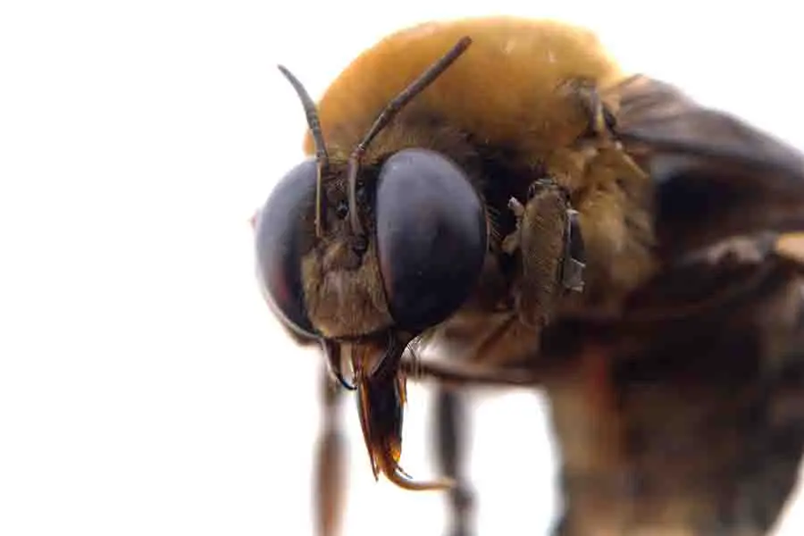 mandíbula de abeja de cerca 2