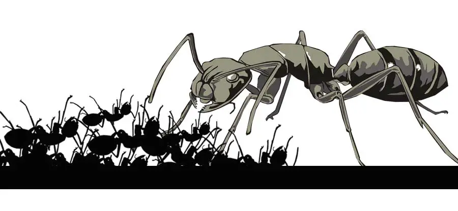 hormiga quitando las hormigas muertas