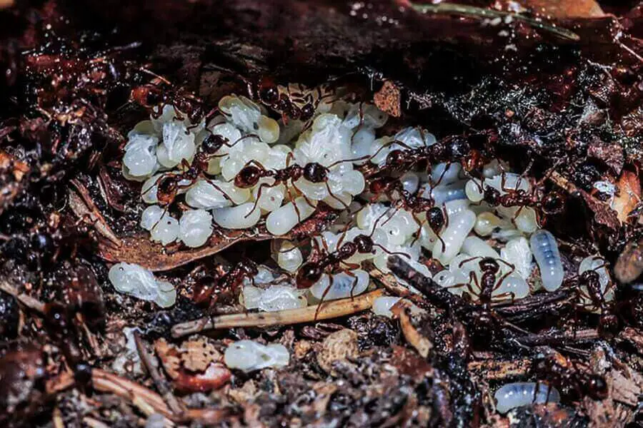 larvas de hormiga comiendo