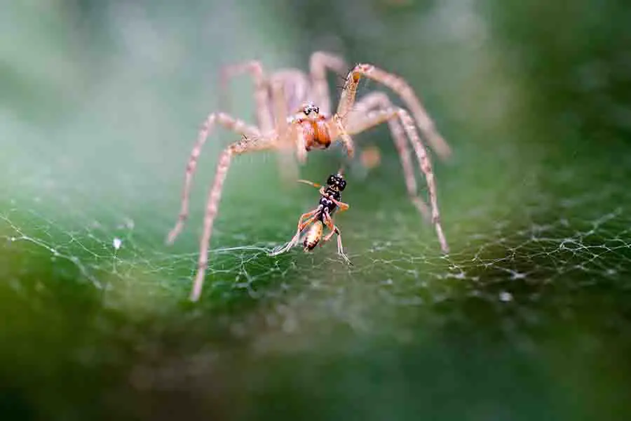 araña comiendo insectos en la web