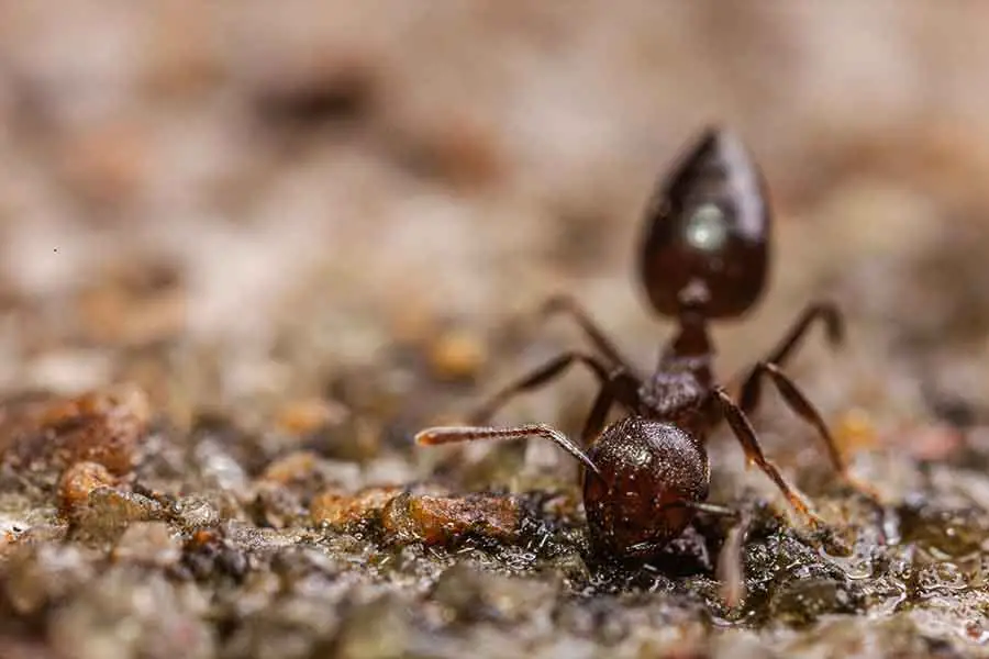 la hormiga cae al suelo con fuerza