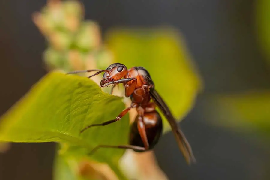 hormiga reina arrastrándose sobre las hojas