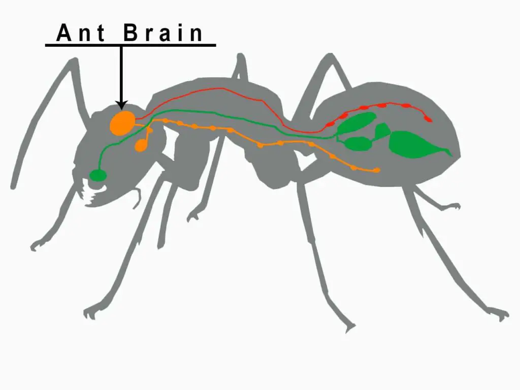 ubicación del cerebro de hormiga