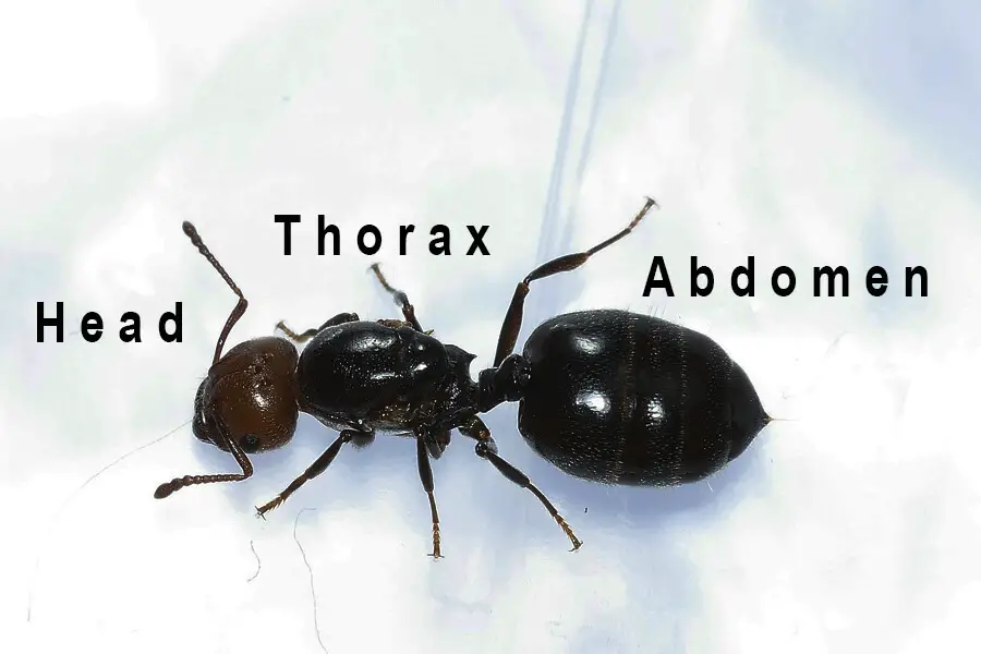 Cabeza de hormiga, tórax y abdomen.