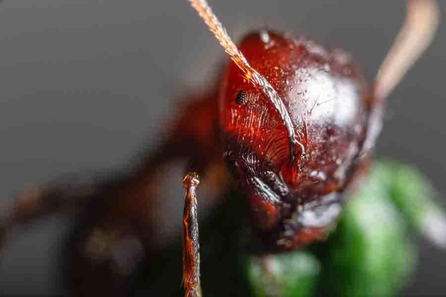 captura de primer plano de hormiga