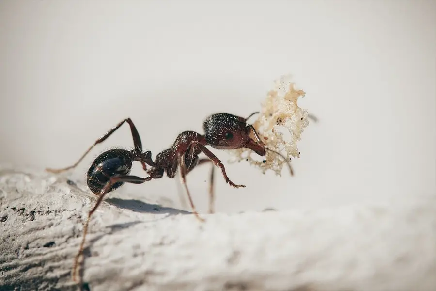 hormiga obrera recogiendo comida