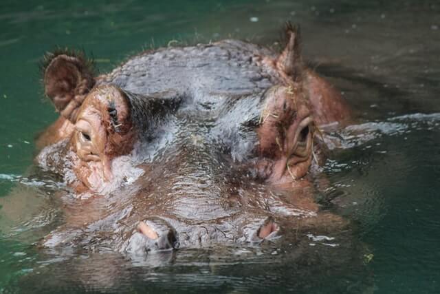 son los hipopótamos carnívoros