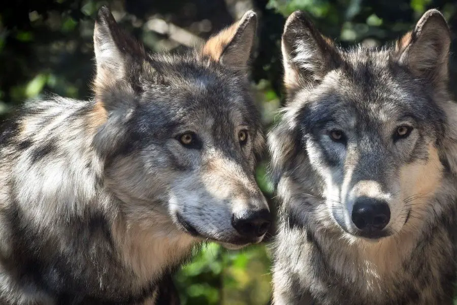 lobos grises