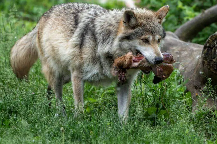 lobo comiendo su presa