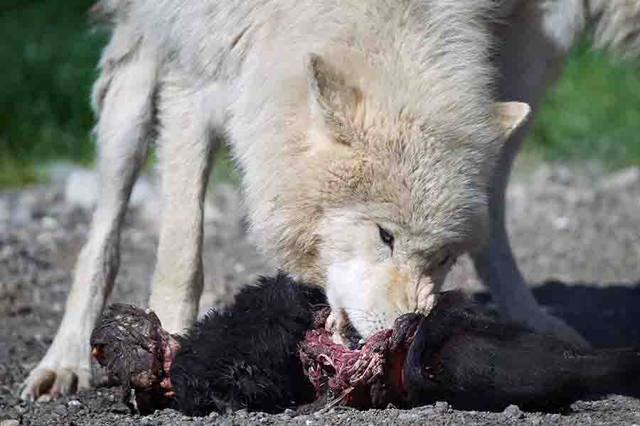 lobo ártico comiendo