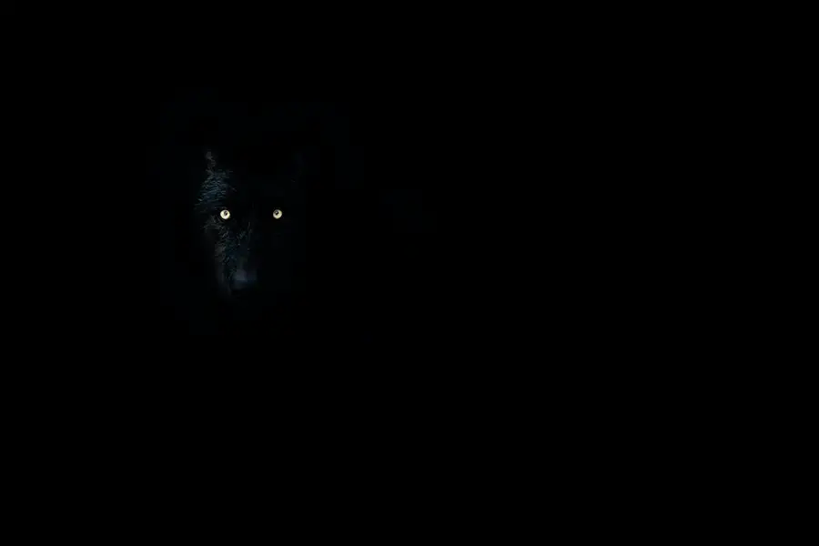 ojos de lobo reflejo en la oscuridad