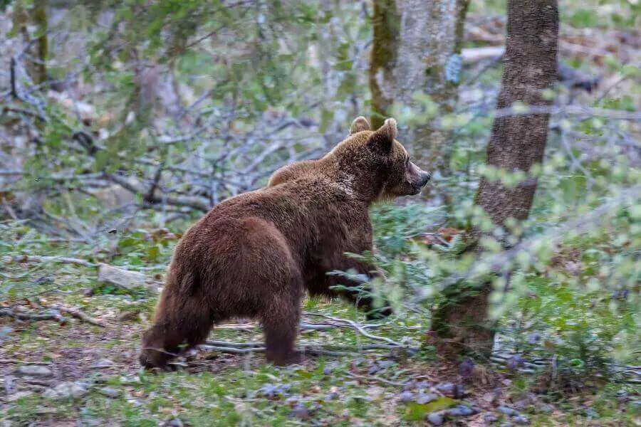 oso pardo en estado salvaje con cola corta en la espalda