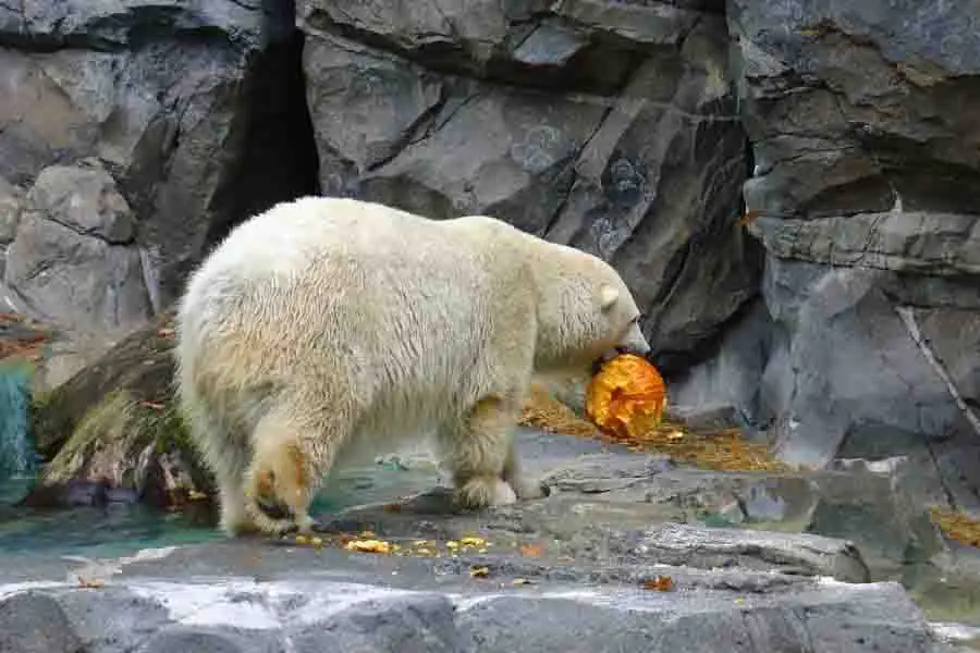 oso polar comiendo calabaza