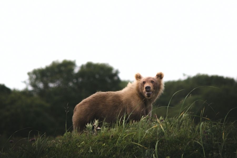 caza de osos en el campo