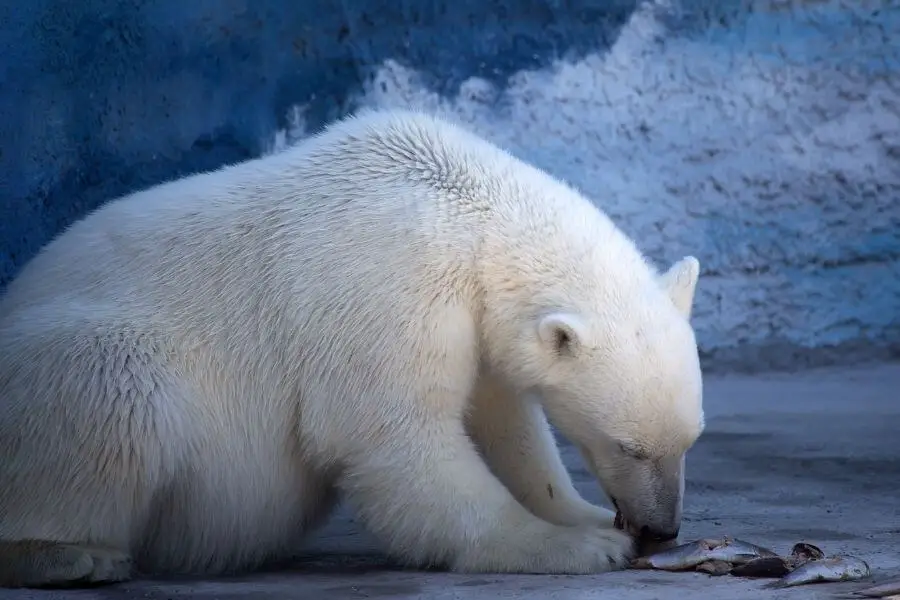 oso polar comiendo