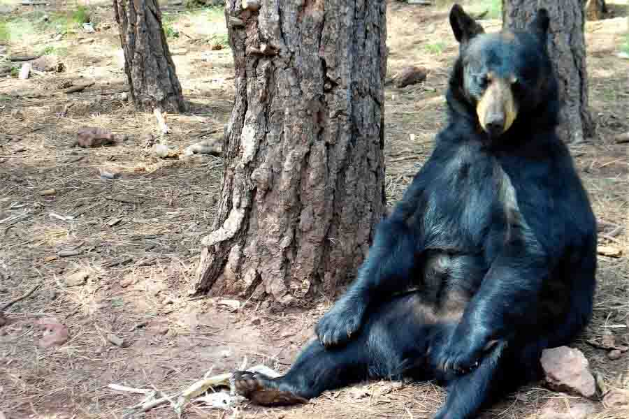 oso negro sentado en el suelo