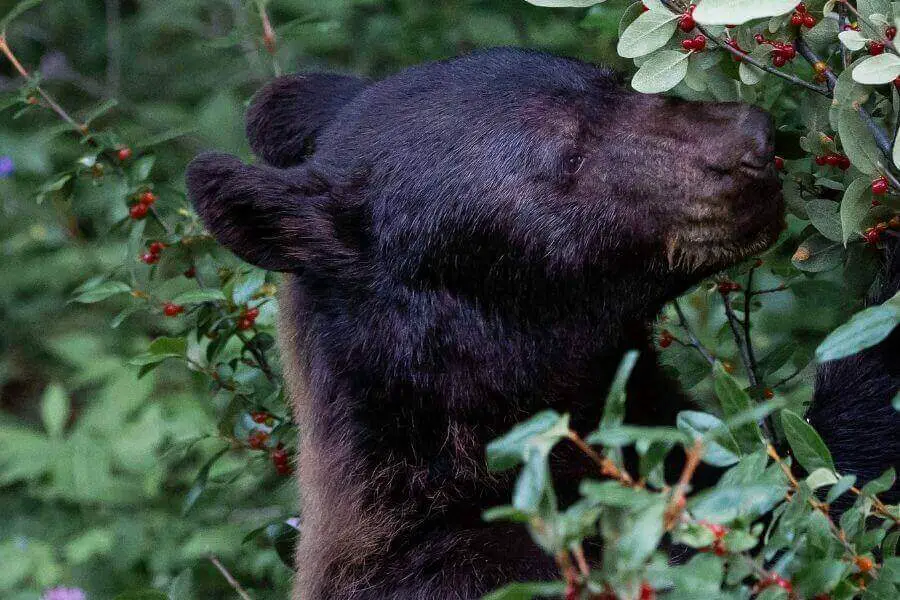 oso comiendo bayas