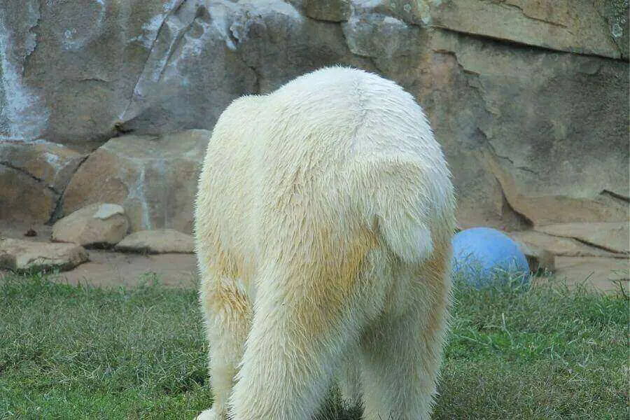 cola corta de oso polar