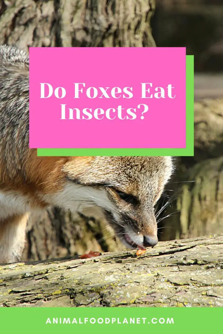 ¿Los zorros comen insectos?