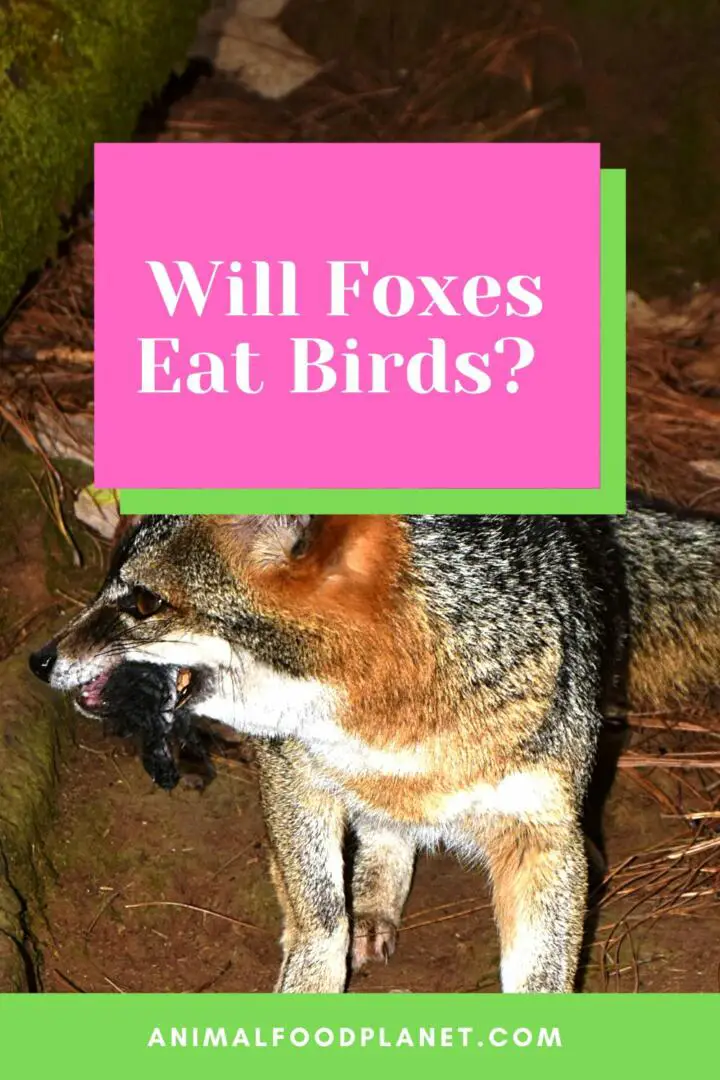¿Los zorros comerán pájaros?