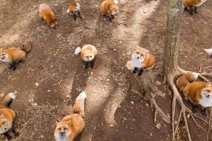grupo de zorro