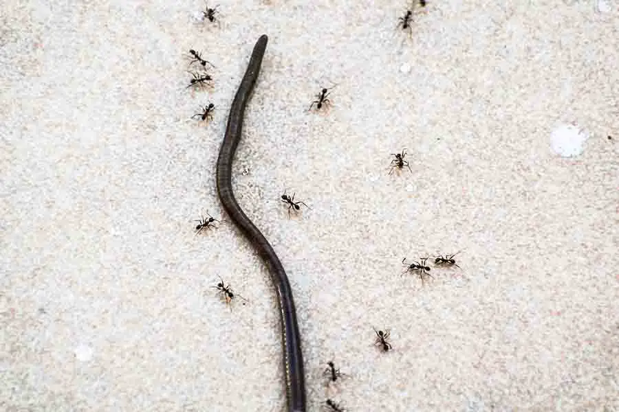 lombriz y hormigas